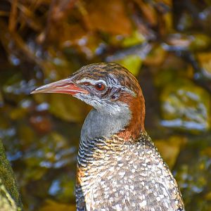 Buff-banded Rail (Gallirallus philippensis)