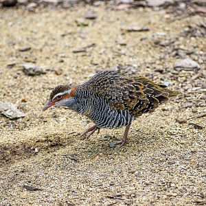 Buff-banded Rail (Gallirallus philippensis)