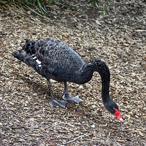 Black Swan (Cygnus atratus)