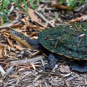 Eastern Long-necked Turtle (Chelodina longicollis)