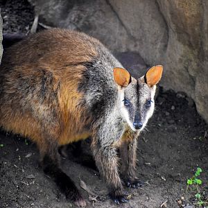 Brush-tailed Rock-wallaby (Petrogale penicillata)