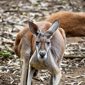 Red Kangaroo (Osphranter rufus)