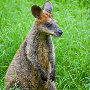 Swamp Wallaby (Wallabia bicolor)