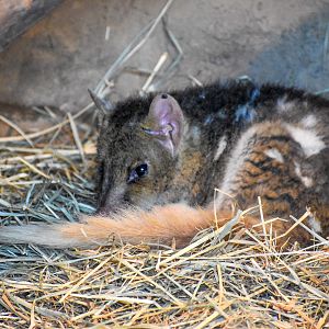 Eastern Quoll (Dasyurus viverrinus),