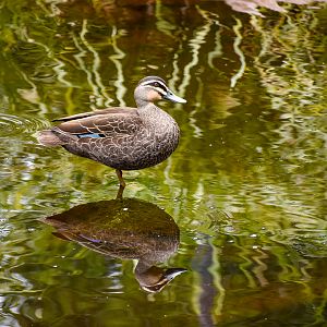 Pacific Black Duck (Anas superciliosa)