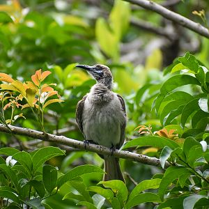 Little Friarbird (Philemon citreogularis)