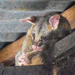Common Brushtail Possum (Trichosurus vulpecula)