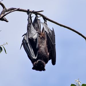 Female and Pup - Black Flying Fox (Pteropus alecto)