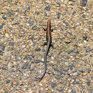 Garden Skink (Lampropholis delicata)