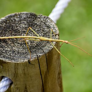Tessellated Stick Insect (Anchiale austrotessulata)