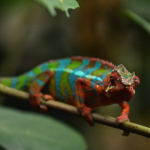 Furcifer paradlis