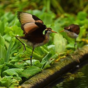 Jacana jacana