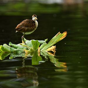 Jacana jacana