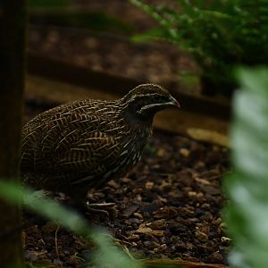 Margaroperdix madagarensis