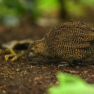 Margaroperdix madagarensis