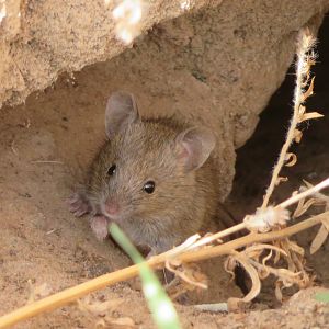 Western Harvest Mouse (Reithrodontomys megalotis)