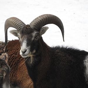 European mouflon -Lacuniacha (2021)