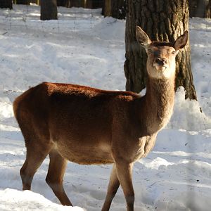 Iberian red deer -Lacuniacha (2021)