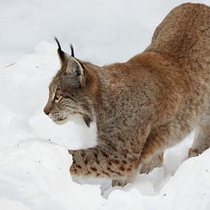 Northern lynx -Lacuniacha (2021)