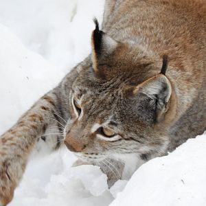 Northern lynx -Lacuniacha (2021)