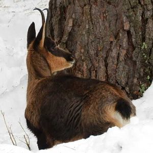 Pyrenean chamois -Lacuniacha (2021)