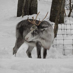 Domestic reindeer -Lacuniacha (2021)