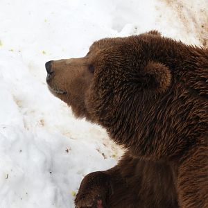 Eurasian brown bear -Lacuniacha (2021)