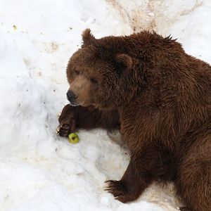 Eurasian brown bear -Lacuniacha (2021)
