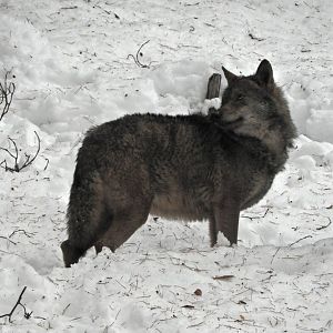 Iberian wolf -Lacuniacha (2021)