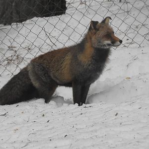 Iberian red fox -Lacuniacha (2021)