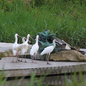 African spoonbills - part of the Bird-show