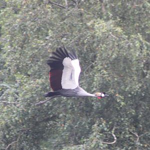 Croned crane - part of the Bird-show