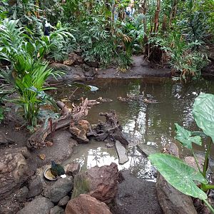 Pond in the Philippine part of the Tropical Hall