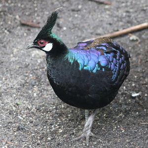 Palawan peacock-pheasant