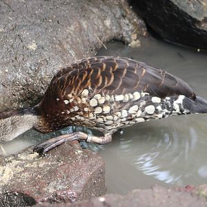 Spotted whistling duck