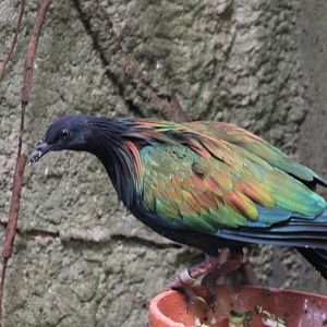 Nicobar pigeon