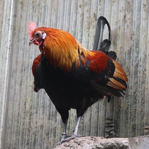 Red junglefowl