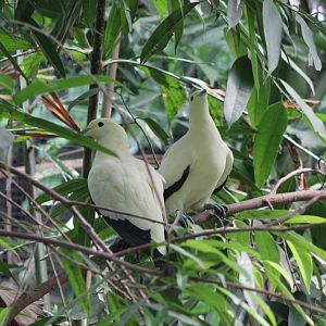Pied imperial-pigeons
