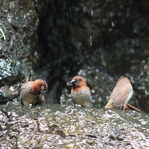 Nutmeg finches