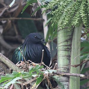 Nicobar pigeon at the nest