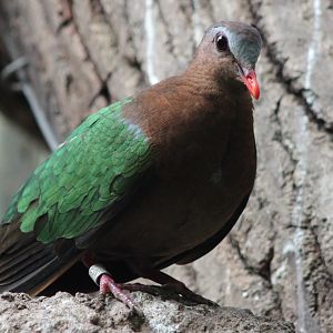 Emerald dove
