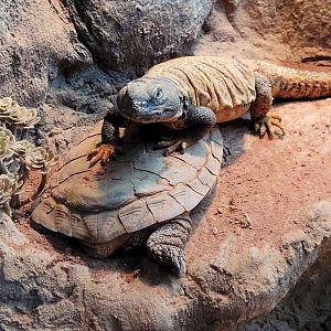 Sudan mastigure (Uromastyx dispar) and pancake tortose (Malacochersus tornieri)