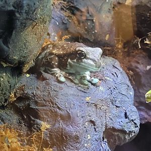 Amazon milk frog (Trachycephalus resinifictrix)