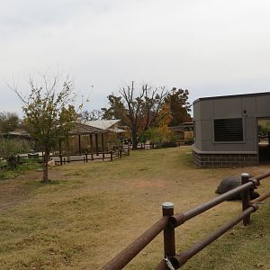 Galapagos Giant Tortoise Exhibit