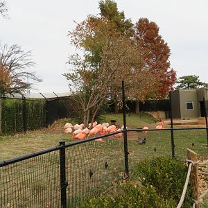 American & Chilean Flamingo Exhibit