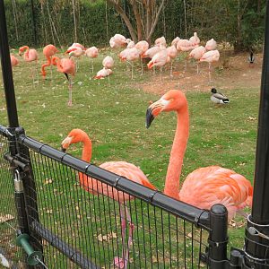 American & Chilean Flamingos
