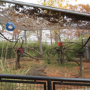 Squirrel Monkey/Agouti Exhibit