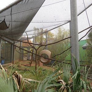 Geoffroy's Spider Monkey Exhibit