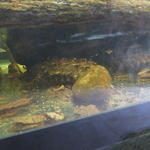 Hatchling Alligator Snapping Turtles
