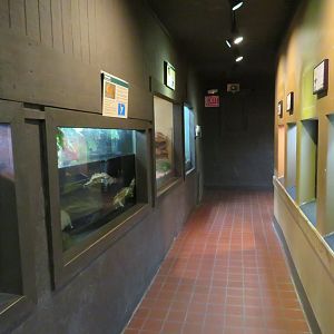 Herpetarium Hallway